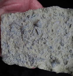 Silurian sea floor no 4