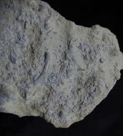 Silurian sea floor no 4