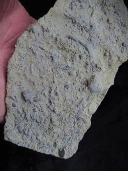 Silurian sea floor no 4