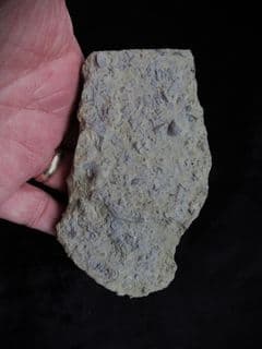 Silurian sea floor no 4