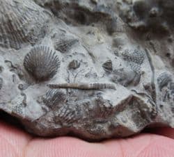 Silurian sea floor no 5 with Rare Tentaculites and Trilobite Moults