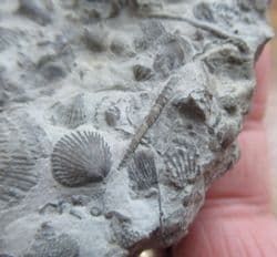 Silurian sea floor no 5 with Rare Tentaculites and Trilobite Moults