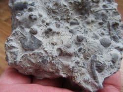Silurian sea floor no 5 with Rare Tentaculites and Trilobite Moults