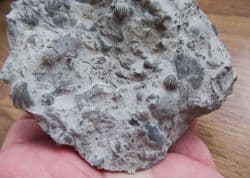 Silurian sea floor no 5 with Rare Tentaculites and Trilobite Moults