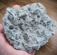 Silurian sea floor no 5 with Rare Tentaculites and Trilobite Moults