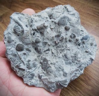 Silurian sea floor no 5 with Rare Tentaculites and Trilobite Moults