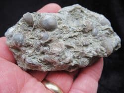 Silurian sea floor no1
