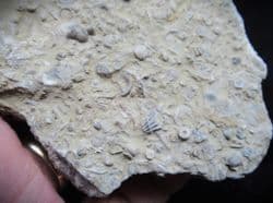 Silurian sea floor no1