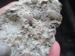 Silurian sea floor no1