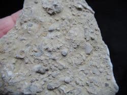 Silurian sea floor no1