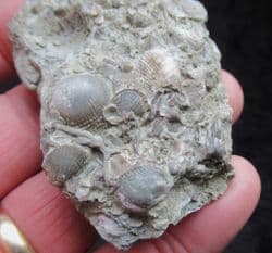Silurian sea floor no1