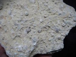 Silurian sea floor no1