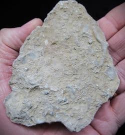 Silurian sea floor no1