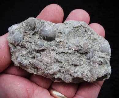 Silurian sea floor no1