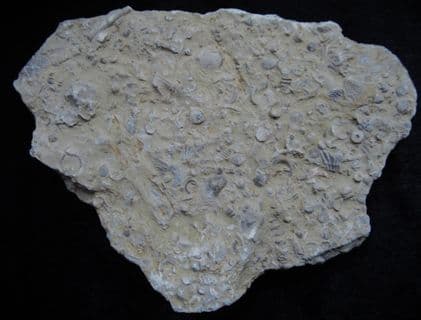 Silurian sea floor no1
