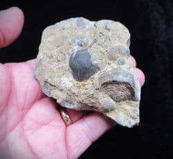 Silurian sea floor no5