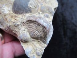 Silurian sea floor no5