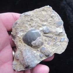 Silurian sea floor no5