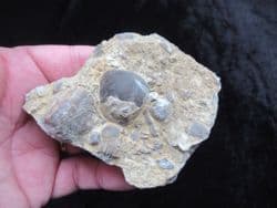 Silurian sea floor no5