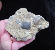 Silurian sea floor no5