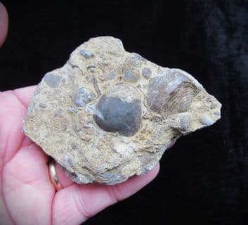 Silurian sea floor no5