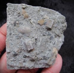 Sinemurian packed lens just beautiful!