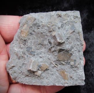 Sinemurian packed lens just beautiful!