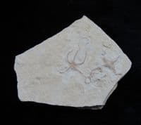 Sinosura  Kelheimense  Bavarian  starfish!