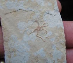 Sinosura kelheimense  German starfish