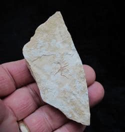 Sinosura kelheimense  German starfish