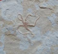 Sinosura kelheimense  German starfish