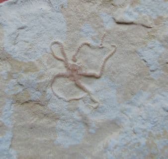 Sinosura kelheimense  German starfish