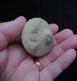 Siphonia pyriformis Sponge