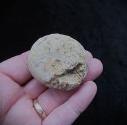 Siphonia pyriformis Sponge