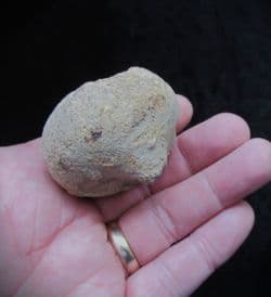 Siphonia pyriformis Sponge