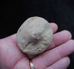 Siphonia pyriformis Sponge