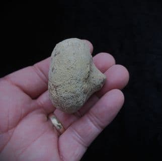 Siphonia pyriformis Sponge