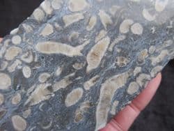 Siphonodendron cut & Polished pebble slice stunning!