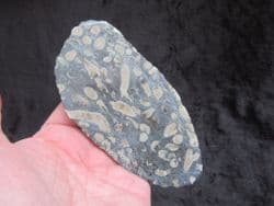Siphonodendron cut & Polished pebble slice stunning!