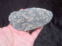 Siphonodendron cut & Polished pebble slice stunning!