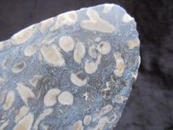 Siphonodendron cut & Polished pebble slice stunning!