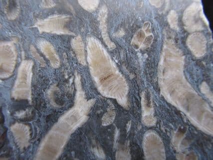 Siphonodendron cut & Polished pebble slice stunning!