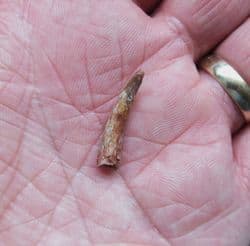 Siroccopteryx  Pterosaur tooth