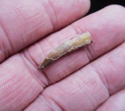 Siroccopteryx  Pterosaur tooth