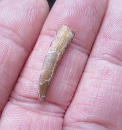 Siroccopteryx  Pterosaur tooth