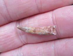 Siroccopteryx  Pterosaur tooth
