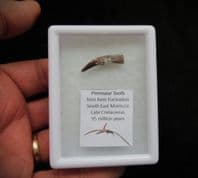 Siroccopteryx  Pterosaur tooth