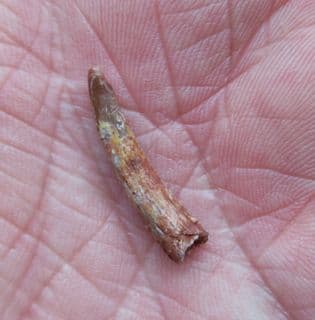 Siroccopteryx  Pterosaur tooth