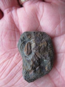 Skreiaspis spinosa (Pompeckj, 1895)