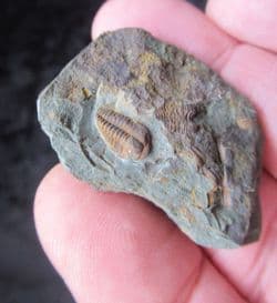 Skreiaspis spinosa (Pompeckj, 1895)